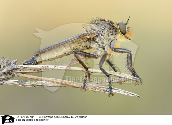 Barbarossafliege / golden-tabbed robber fly / DV-02784