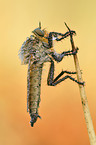 golden-tabbed robber fly