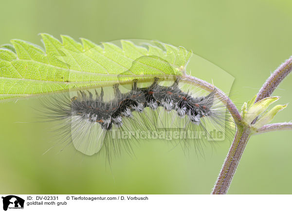 goldtail moth grub / DV-02331