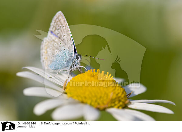Bluling / common blue / HJ-02246