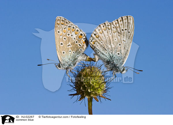 common blue / HJ-02267