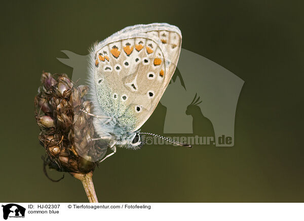 Bluling / common blue / HJ-02307