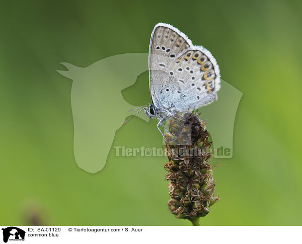 Bluling / common blue / SA-01129