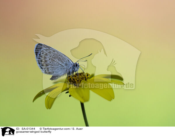 Bluling / gossamer-winged butterfly / SA-01344