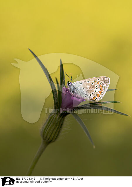 Bluling / gossamer-winged butterfly / SA-01345
