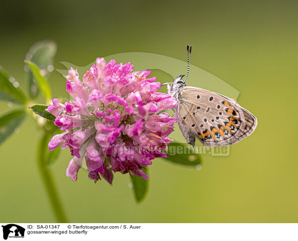 Bluling / gossamer-winged butterfly / SA-01347