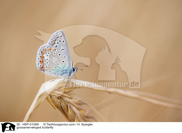 Bluling / gossamer-winged butterfly / HSP-01069