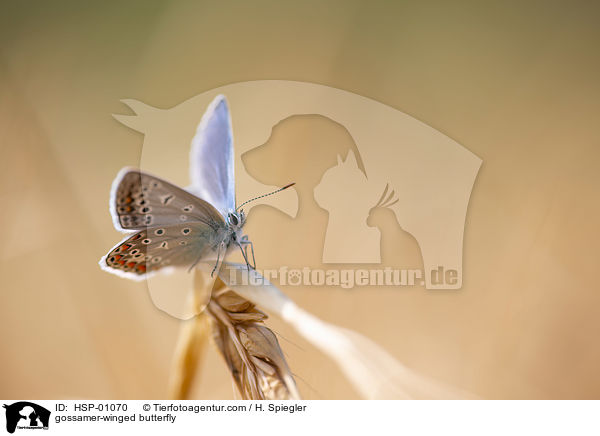 Bluling / gossamer-winged butterfly / HSP-01070