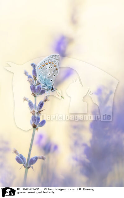 Bluling / gossamer-winged butterfly / KAB-01431