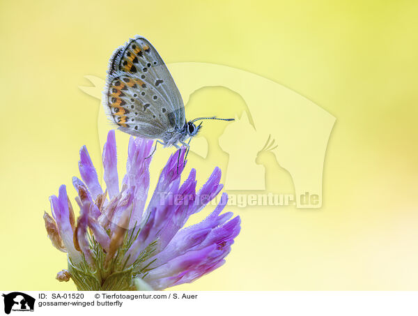 gossamer-winged butterfly / SA-01520