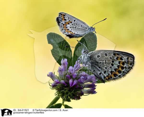 Blulinge / gossamer-winged butterflies / SA-01521