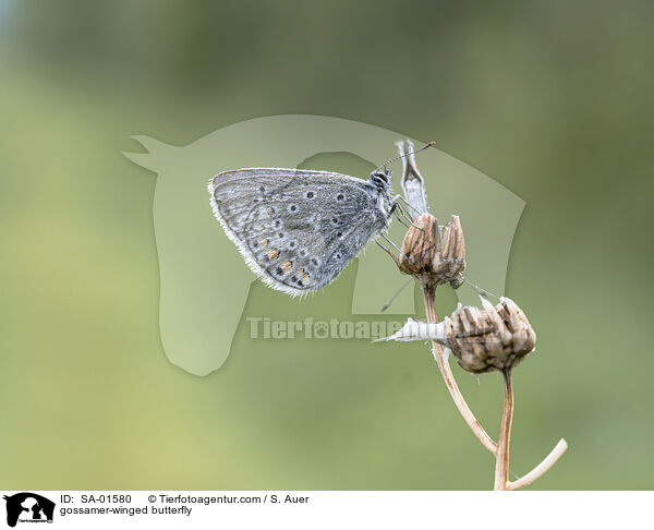 Bluling / gossamer-winged butterfly / SA-01580