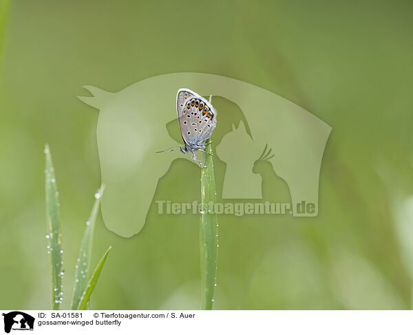 gossamer-winged butterfly / SA-01581
