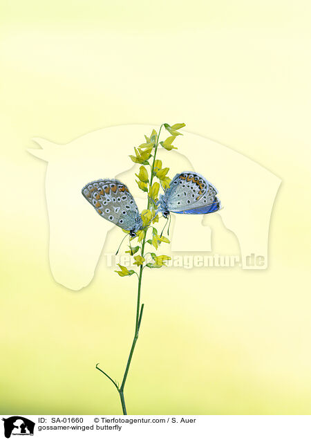 Bluling / gossamer-winged butterfly / SA-01660