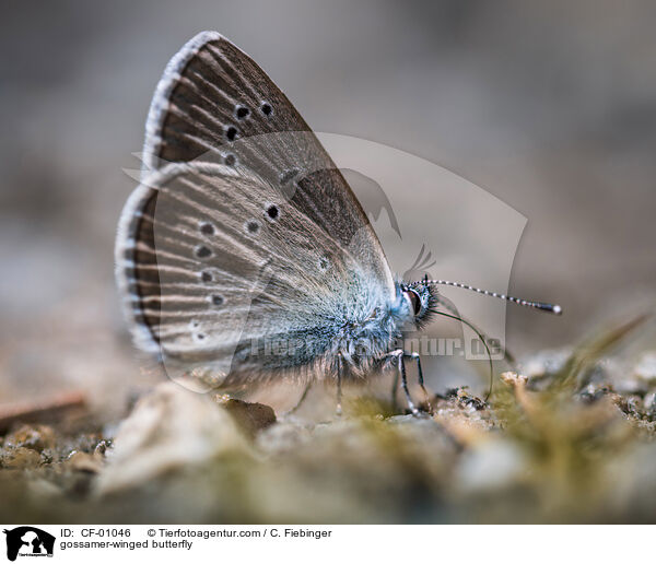 gossamer-winged butterfly / CF-01046