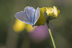 common blue