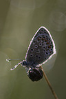 common blue