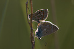 common blue