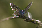 common blue