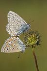 common blue