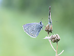 Common blue