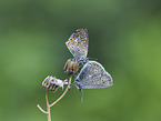 Common blue