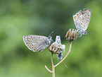 Common blue