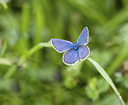 common blue