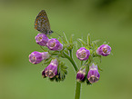 common blue