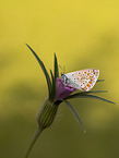 gossamer-winged butterfly