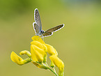 gossamer-winged butterfly