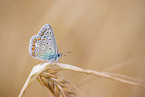 gossamer-winged butterfly