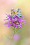 gossamer-winged butterflies