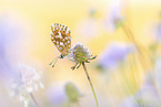 gossamer-winged butterfly