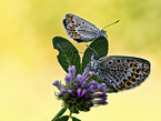 gossamer-winged butterflies
