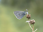 gossamer-winged butterfly