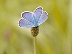 gossamer-winged butterfly