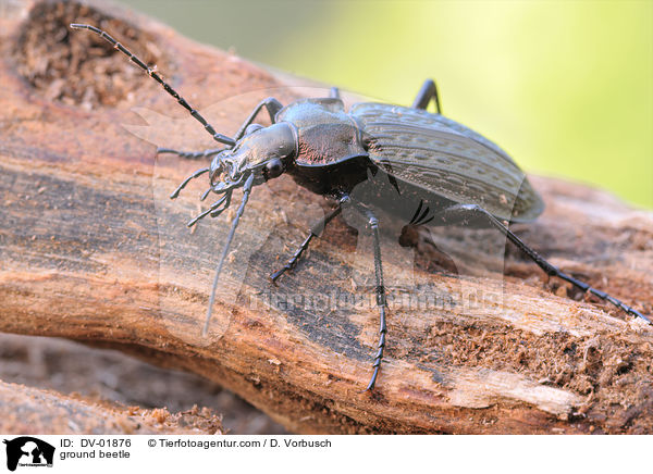ground beetle / DV-01876