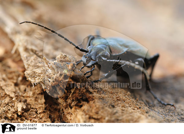 ground beetle / DV-01877