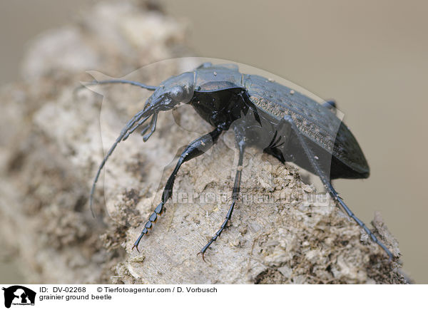Krniger Laufkfer / grainier ground beetle / DV-02268