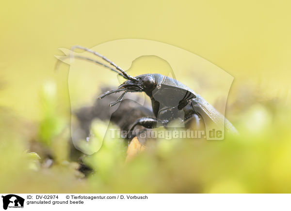 granulated ground beetle / DV-02974