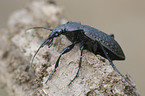 grainier ground beetle