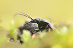 granulated ground beetle