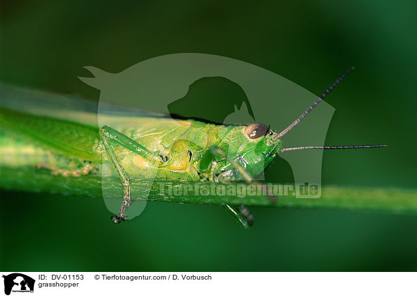 Wiesengrashpfer / grasshopper / DV-01153