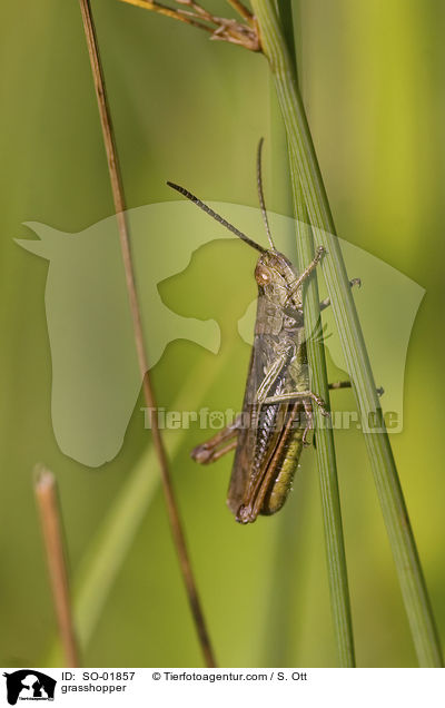 Grashpfer / grasshopper / SO-01857