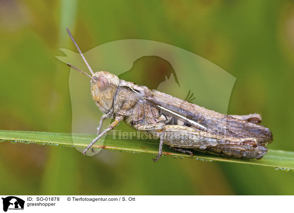 Grashpfer / grasshopper / SO-01878