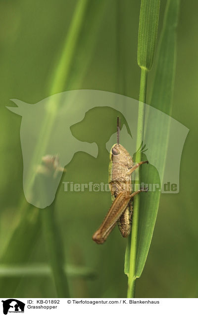 Wiesengrashpfer / Grasshopper / KB-01892