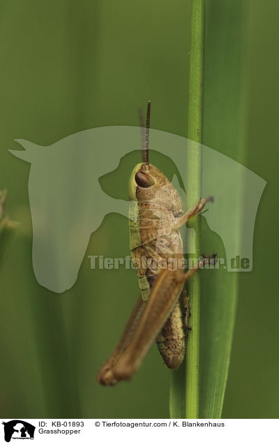 Wiesengrashpfer / Grasshopper / KB-01893