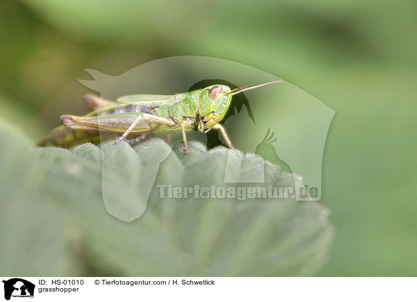 grasshopper / HS-01010