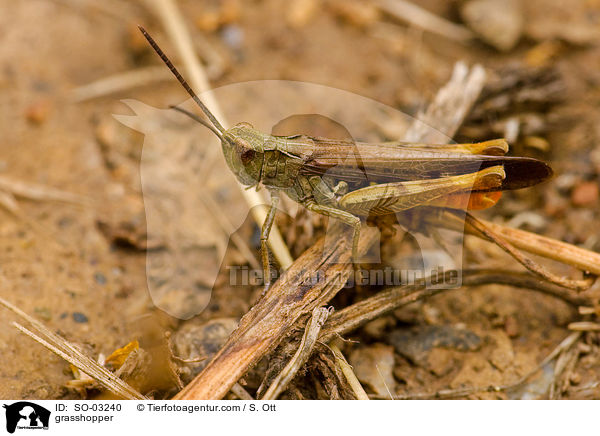 grasshopper / SO-03240